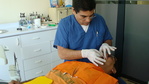 Tratamiento Dental
